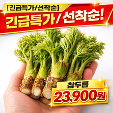 [2026년 참두릅 판매] 참두릅 원순 국내산 500g 1Kg 봄나물 특품 1박스
