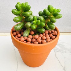 녹귀란 농장직송 산아래 다육이 생명력최고 키우기쉬운 공기정화 전자파차단 하월시아 다육 식물 선인장, 1개, 럭셔리