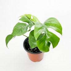 글라스가든 뿌리 흙 세척 히메 몬스테라 1뿌리 수경재배 수중 실내공기정화 키우기 쉬운 식물 키우기, 7개