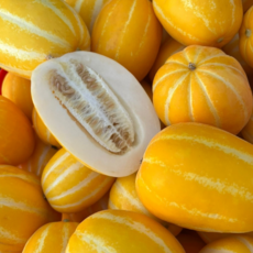 성주 꿀 참외 겨울참외 가정용, 1박스, 랜덤과 1KG (맛보기)