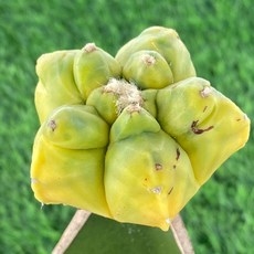 火龍果嫁接株 新手適用綠植 易於照料點綴居家空間, 1個, 紅葉龜甲鸞鳳玉-18