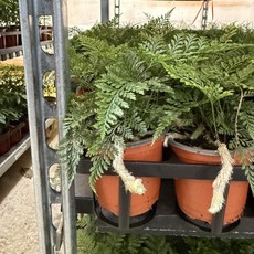 1+1 후마타고사리 반려식물 국민식물, 1개