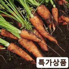 [연초초특가] 50박스한정 달콤아삭 제주 구좌당근, 1박스, 3kg