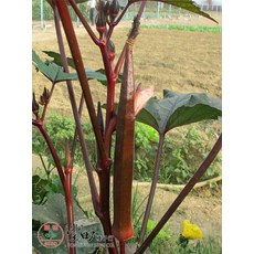 【野菜部屋】K71 赤野紅秋葵種子 連續結莢能力強 產量高, 1包