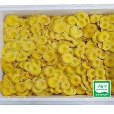 나는야버섯농부 [산지직송] 무농약 노랑느타리 버섯 1kg, 1박스