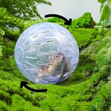 일상발견 햄스터볼 투명해서운동모습확인가능