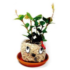 초등 토피어리 중급 멋쟁이 만들기 어린이집 참여 초등학생 방과후 교육 노인