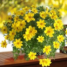 개화기간 석달 이상 오래가는 꽃 씨앗 60종 선택구매 (1/2), 1개, 13. 바이덴스(비덴스) 20립