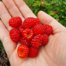 [농수산청년] 경북 청도 산지직송 당일수확 생 산딸기 (과즙폭발 햇딸기), 3개, 250g