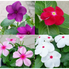 일일초 보라 분홍 빨강 화이트 2포트 매일초 야생화 풀잎이야기, 보라(1포트)+빨강(1포트), 1개