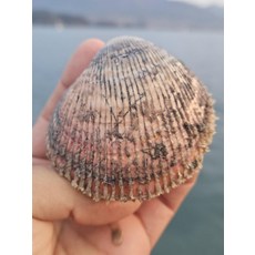 여수 자연산 급냉 봄 새조개 200g, 초코새조개(200g)x1박스