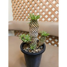 팅커벨 괴마옥(높이15cm), 1개