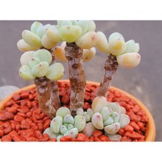 다육식물 꼬마라울 토분에 심은 다육이 분갈이 필요없는 다육화분 홈가드닝 화분째 배송합니다. 로뎀다육
