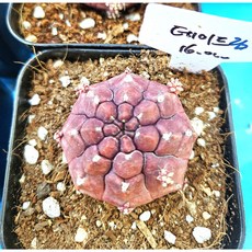 팅커벨 데이드림즈, 1개