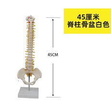 척추 모형 뼈 모형도 병원 해부 교육 인체모형 척추대 척추 45cm 골반 화이트, 1개
