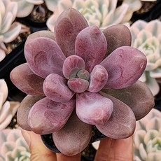 내맘대로골라 다육이 다육식물, 15번- 루비다나, 1개