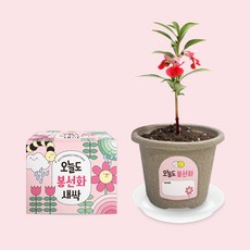 오늘도 새싹 식물키우기 봉선화