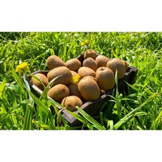 국산 참다래 키위 3kg 경남고성 참다래마을, 3kg(그린), 55과 전후(개수)-쥬스용