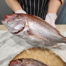 자연산 참돔 반건조 특대 40cm이상 제수용, 1개, 900g