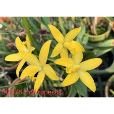 [신라난농원]Hoff.루페스티스.토분.예쁜노랑색꽃.꽃모양예쁨.고급종.신상품입고.인기품종.고급종.필독뒷사진참고, 1개