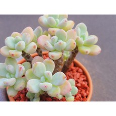 다육식물 라울 토분에 심은 다육이 분갈이 필요없는다육화분 홈가드닝 화분째 배송합니다