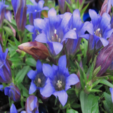 왜성 푸른하늘용담 [3포트] (복남이네야생화 Gentiana scabra Bunge), 3개