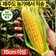 [제주도농가] 16~18브릭스 15cm이상 고급종자 초당옥수수, 1박스, 초고당도 15cm이상 5개