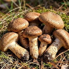 송향 송화버섯 고기식감 송고버섯, 1개, 정품 1kg