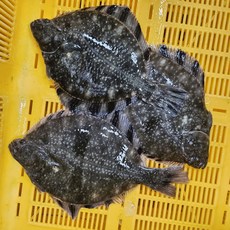 국내산 강도다리 원물 1kg 손질후 400g 생선회 창원 맛집 동부회센타, 1개, 강도다리 뼈없이필렛 원물1kg+초장세트