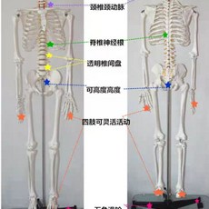 鈦自在 人體骨骼模型 180cm, 1個
