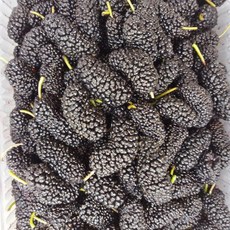 당일재배 국내산 오디 과상2호, 1박스, 특품 2kg