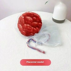 탯줄 태반 교육 해부학 모델 출산 시연 골반 모델과 여성, Single placenta