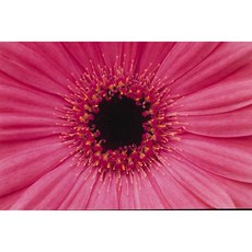 莫莫日貨 BGM 2025年9月新品 三卷套組 燙金金箔和紙膠帶 (全4款), 1個, 04.學院色彩．灰色(盒損品不影響使用）, 灰色