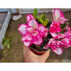 (떡잎상가) 귀하다 어여쁘다~ 금황철쭉<1번>, 1개, 사진참조