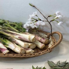 (국내산 최상급) 잇찌 봄나물 남해땅두릅(특품) 500g 1kg 2kg, 1박스