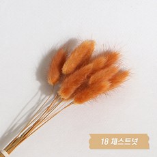 화연양화 프리저브드플라워 선별 라그라스 강아지풀 10개입, 18 체스트넛