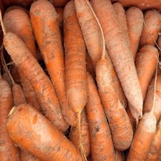 [초특가세일] 제주 구좌 흙당근 제주농장 아삭신선 구좌당근, 1박스, 중5kg