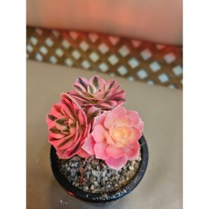 팅커벨 흑법사금 핑크샬렛, 1개