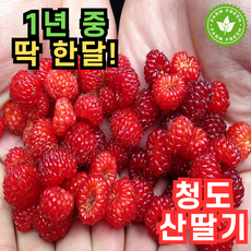 [산지직송] 한정수량 싱싱한 청도 산딸기 생과, 1개, 250g