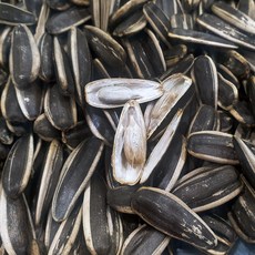 껍질해바라기씨 1kg 슈퍼푸드 해바라기씨 애완동물간식 쪽빛누리, 1개