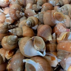 [하늘밭] 당일조업 포항 프리미엄 백고동 생물 백골뱅이, 1박스, 소소 1Kg(60-70미내외)