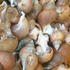 동해안 자연산 활 백골뱅이 1kg 중 (25~35미) 신선한 해산물, 1개