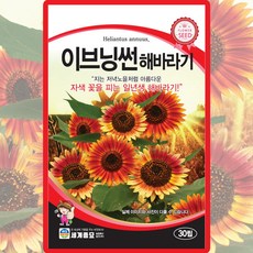 세계종묘 이브닝썬 해바라기 씨앗 30립 해바라기씨 꽃씨 야생화 종자, 1개