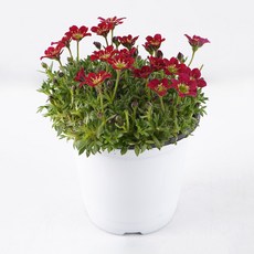 갑조네 운간초 천상초 봄꽃, 랜덤, 2개