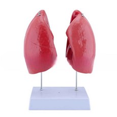 폐 모형 인체분리 호흡기 내과 해부학 학습 교육 의료, 1개, 자연 대형 폐 해부학 모델