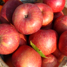 [당도선별] 경북 부사 사과 가정용 햇꿀사과, 1개, 2kg