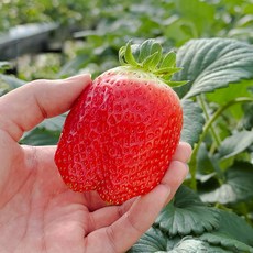 [매일새벽수확] GAP인증 논산 대왕 킹스베리 달콤한 대왕 딸기, 2개, 왕특(8-9과)