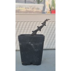 세로페기아 긱키이 용꼬리선인장 흑룡 Ceropegia gikyi 랜덤상품