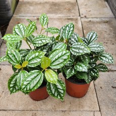 수박필레아페페 (소품) 1+1 수박 모양 닮은 페페 키우기 쉬운 음지식물