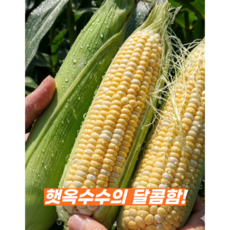 [의령농가직송] 당일수확 국산 초당 옥수수, 1박스, 10개입(9cm~)